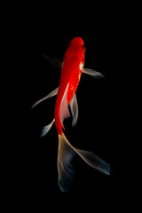 Wall Mural - Japan Koi Carp in Koi Pond black background