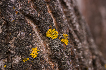 Wall Mural - Green moss on walnut bark closeup. Stock photo of walnut tree bark and forest green moss.