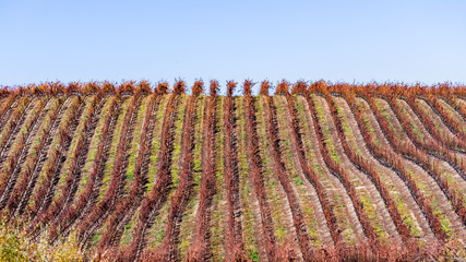 Wall Mural - Fall colored vineyards covering the hills of Santa Barbara county; green grass starting to grow in between rows; South California