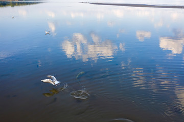 Wall Mural - Seagulls in the mirror shallow waters of the Gulf of Finland