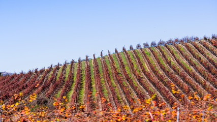 Wall Mural - Fall colored vineyards covering the hills of Santa Barbara county; green grass starting to grow in between rows; South California