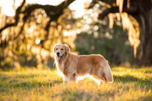 Golden Retriever Dog Enjoying Outdoors At A Large Grass Field At Sunset, Beautiful Golden Light