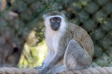 Cute Wild Animal Vervet Monkey In Jungle