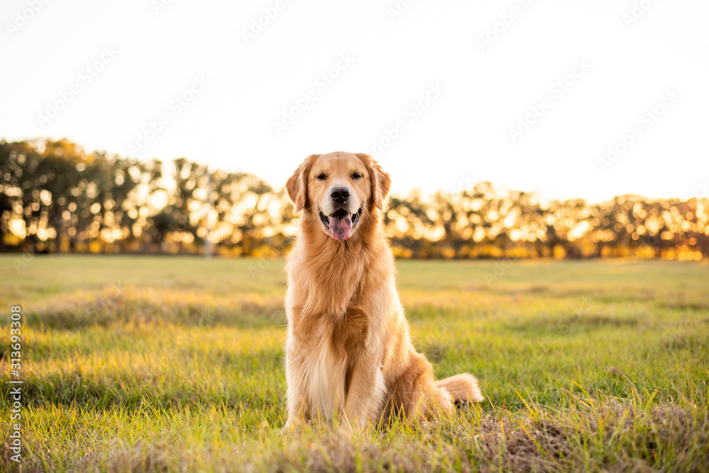 Golden Retriever dog enjoying outdoors at a large grass field at sunset, beautiful golden light - obrazy, fototapety, plakaty 