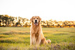 Golden Retriever dog enjoying outdoors at a large grass field at sunset, beautiful golden light
