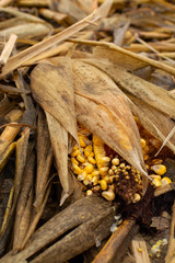 Poster - Cornfield