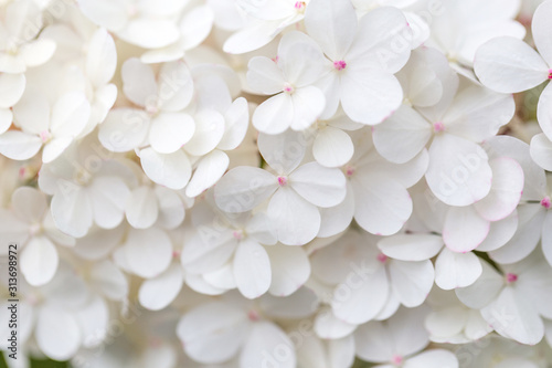 Photographie White hydrangea flowers panoramic border, banner, wedding romantic background