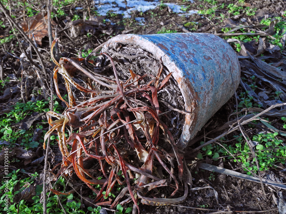 Dead frozen aloe vera plant in overturned old clay flower pot on ground.  Poor care of indoor plants. Abandonment, loneliness, oldness concept. Stock  Photo | Adobe Stock