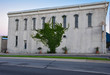 © Ken Macune - Vine growing on building