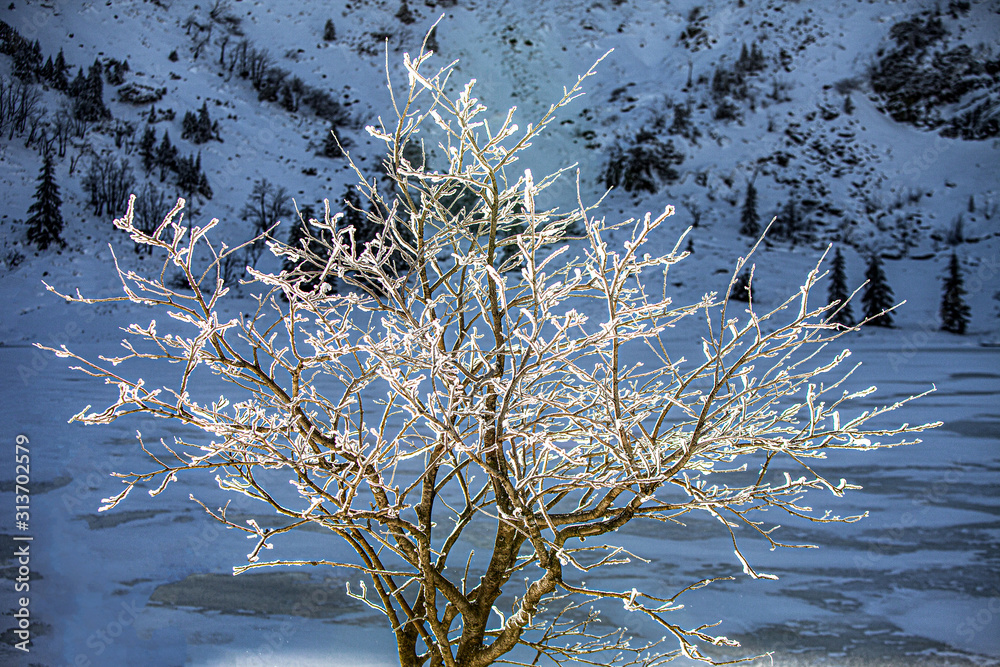 jedno drzewo obśnieżone w zimowym górskim krajobrazie - obrazy, fototapety, plakaty 