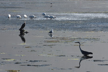 Grey Heron Bird Wandering Through Coastal Estuary (Ardea Cinerea), Mossel Bay, South Africa
