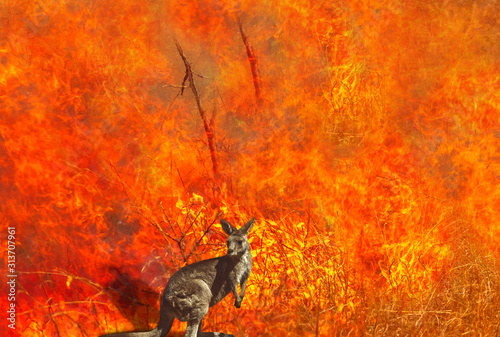 Fotomural Composition about Australian wildlife in bushfires of Australia in 2020
