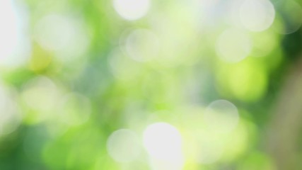 Wall Mural - Beautiful blurry green nature background