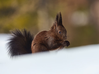 Wall Mural - eurasian red squirrel, sciurus vulgaris.