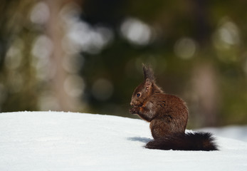 Wall Mural - eurasian red squirrel, sciurus vulgaris.