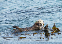 Mother Sea Otter With Baby On Stomach, Grooming The Baby. Females Perform All Tasks Of Feeding And Raising Offspring, And Have Occasionally Been Observed Caring For Orphaned Pups.