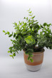 Green Plant on White Background
