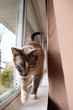 Siamese Cat Looking Ahead