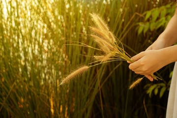 woman hand with wild grass flower in the spring glass field in nature background