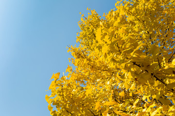 Wall Mural - ginkgo tree in autumn