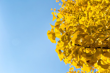 Wall Mural - ginkgo leaves in autumn