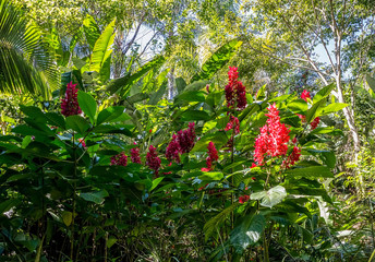 Alpinia purpurata flower, or red ginger, close view in tropical garden in Puerto Vallarta, Jalisco, Mexico