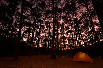 a glow orange tent in a pine forest (sunset time)