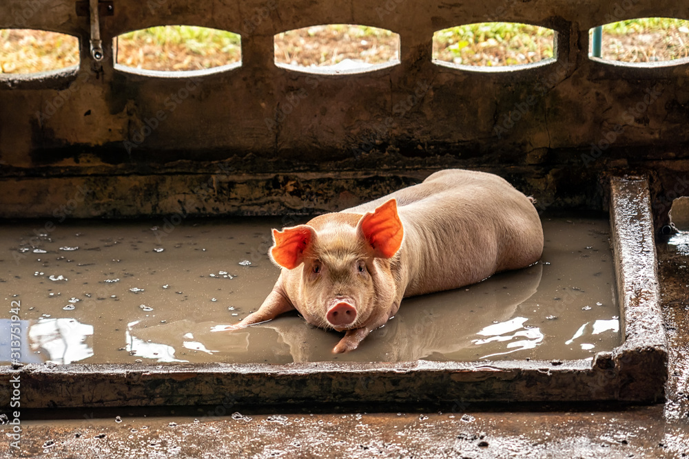 Young pig in hog farms, Pig industry - obrazy, fototapety, plakaty 