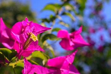 Wall Mural - pink flowers in the garden