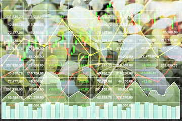 Wall Mural - Stock financial index of successful investment on agriculture business and farming industry with graph and chart on city background.