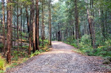 Bush Walk And A Walking Track In Wild Forest In Berowra National Park, Australia