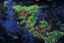 池の透明な水の中に生えた鮮やかな緑の水草。水草か藻かは判りません。