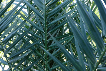 Wall Mural - Tropical leaves, summer conept, green background. Abstract