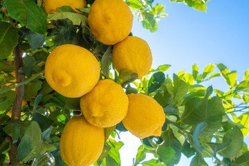 Wall Mural - Lemons on a tree. Citrus plants. Citruses. Lemons against the blue sky. Rich harvest. Fruits. The lemon tree bears fruit. The fruit of tree.