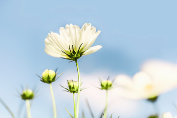 Wall Mural - Cosmos flowe and blue sky selective focus background