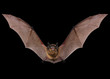 Flying animal little brown bat.  Isolated on black.