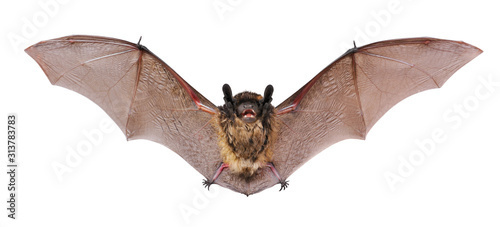 Fotomural Animal little brown bat flying. Isolated on white.