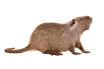Wall Mural - curious funny nutria, side view, isolated on white background