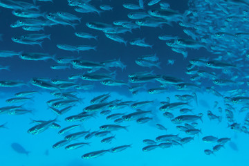 A flock of small fish in blu water of sea . A fish colony.