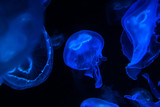 Fototapeta  - Low key jellyfish sea saltwater tank aquarium ocean life dark water