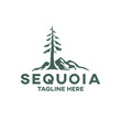 Modern tree sequoia logo. Vector illustration.