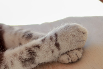 Wall Mural - Gray cat paw on bed with sun light.