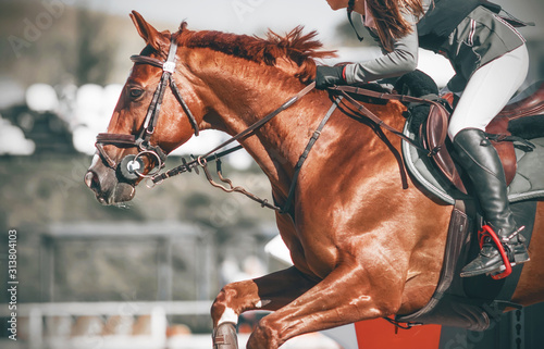 Cuadros en Lienzo A sorrel horse in sports equipment with a girl rider in the saddle jumps the barrier at a show jumping competition