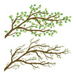 Tree branch with green leaves. The kidneys on the twigs. Spring and summer sprigs. Vector graphic illustration isolated on transparent background. Artwork design element.