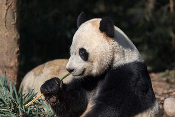 Wall Mural - Panda Bear Eating Bamboo, Bifengxia Panda Reserve in Ya'an Sichuan Province, China. Panda 