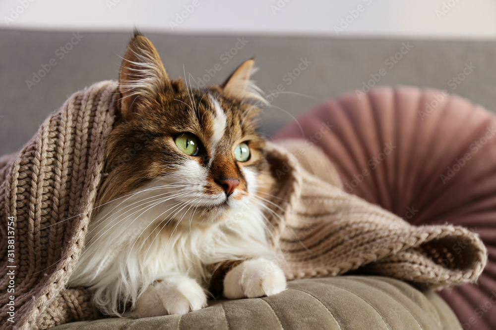 Portrait of cute siberian cat with green eyes lying on grey textile ...