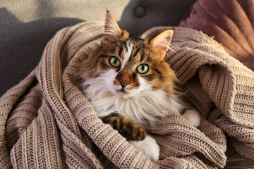 Wall Mural - Portrait of cute siberian cat with green eyes lying on grey textile sofa at home. Soft fluffy purebred long hair straight-eared kitty. Background, copy space, close up.