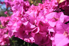 Pink Bougainvillea Flower With Green Leaf, Front Focus Blurred Background