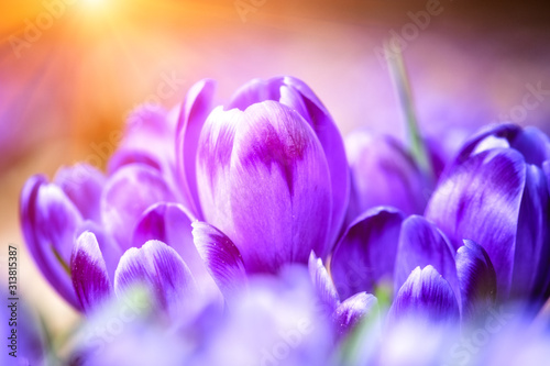 Fototapeta krokusy  piekne-fioletowe-kwiaty-krokus-lub-szafran-w-sloncu-obraz-makro-naturalny-wiosenny-kwiatowy