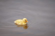 Fluffy yellow duckling swimming in water on a sunny day.